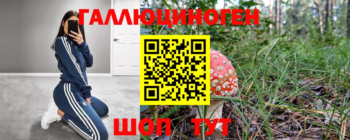 Псилоцибиновые грибы Psilocybe Асбест